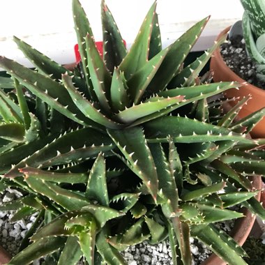 Golden Tooth Aloe