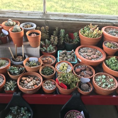 Ashley's garden