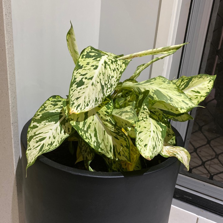 Plant image Dieffenbachia 'Star Bright'