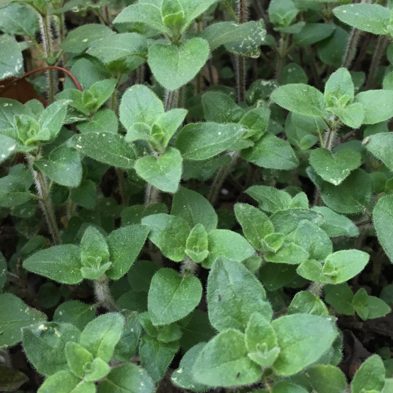 Plant image Origanum Laevigatum 'Rosenkuppel'