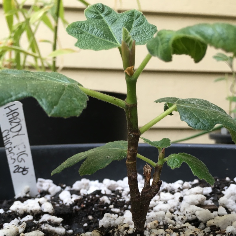 Plant image Ficus carica 'Chicago Hardy' syn. Ficus carica 'Chicago', Ficus carica 'Hardy Chicago'