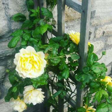 Rosa 'Golden Celebration'