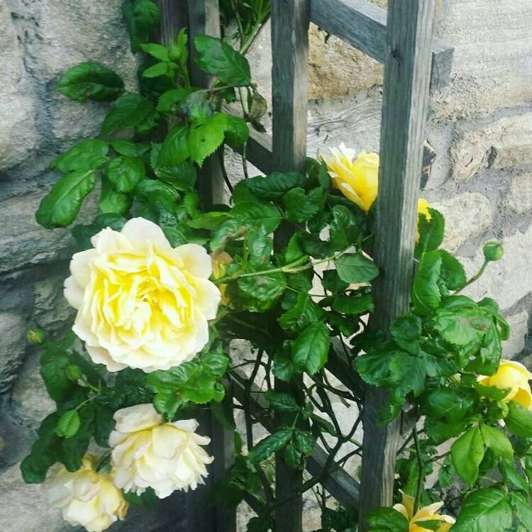 plant image 426077