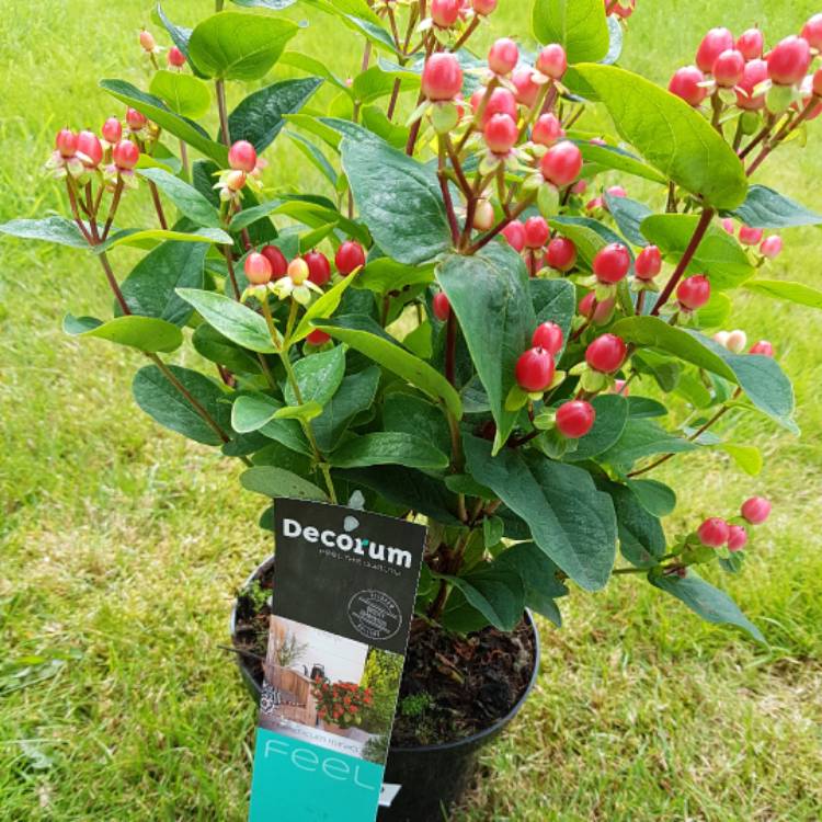 plant image 540566