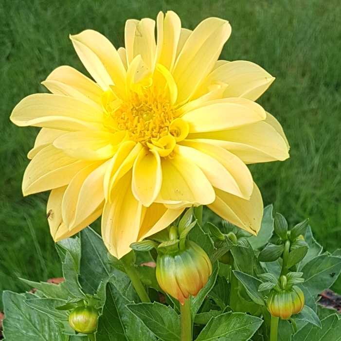 plant image 731391