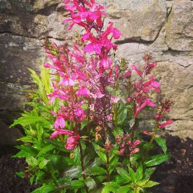 Ashley's garden