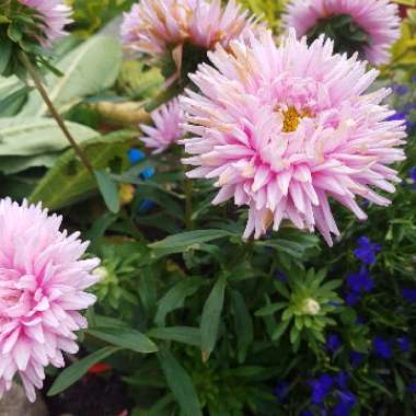 Ashley's garden