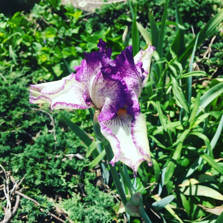 Plant image Iris x germanica 'Millennium Falcon'