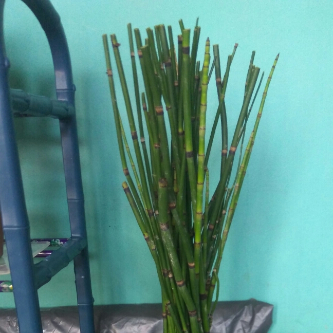 Plant image Equisetum Hyemale syn. Equisetum Japonica