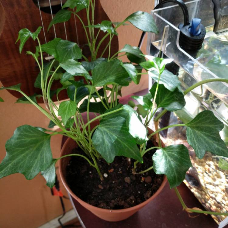 Plant image Hedera Canariensis