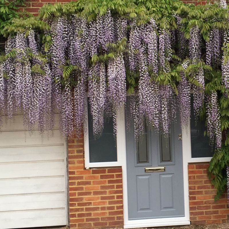 Wisteria floribunda macrobotrys 'Multijuga'