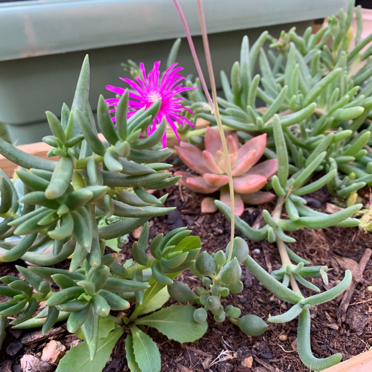 plant image 1001532
