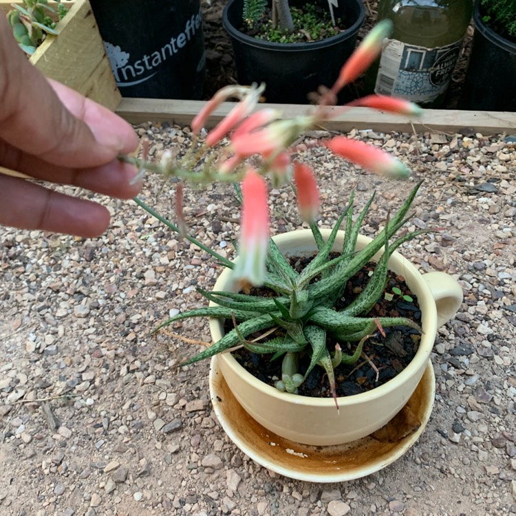 Plant image Aloe 'Blue Elf'