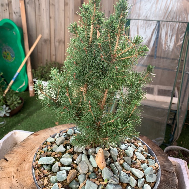 Plant image Picea glauca 'Christmas Star'
