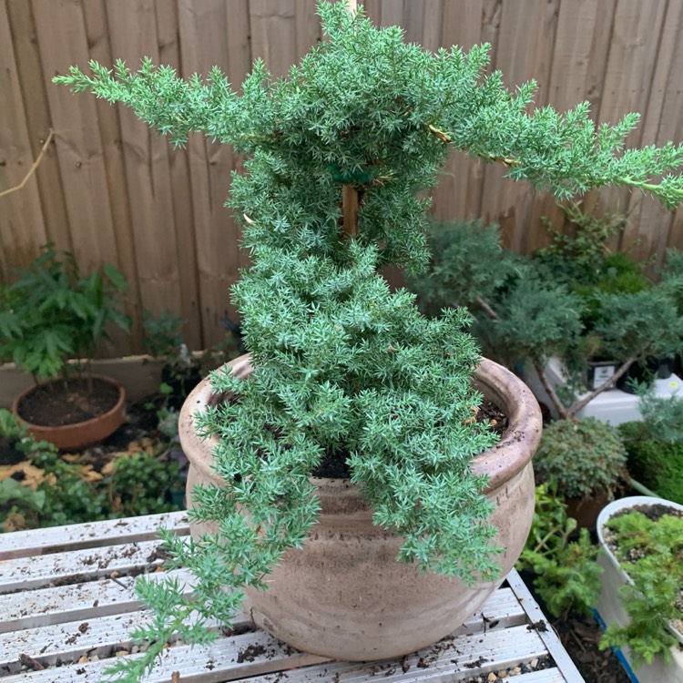 Plant image Juniperus Squamata 