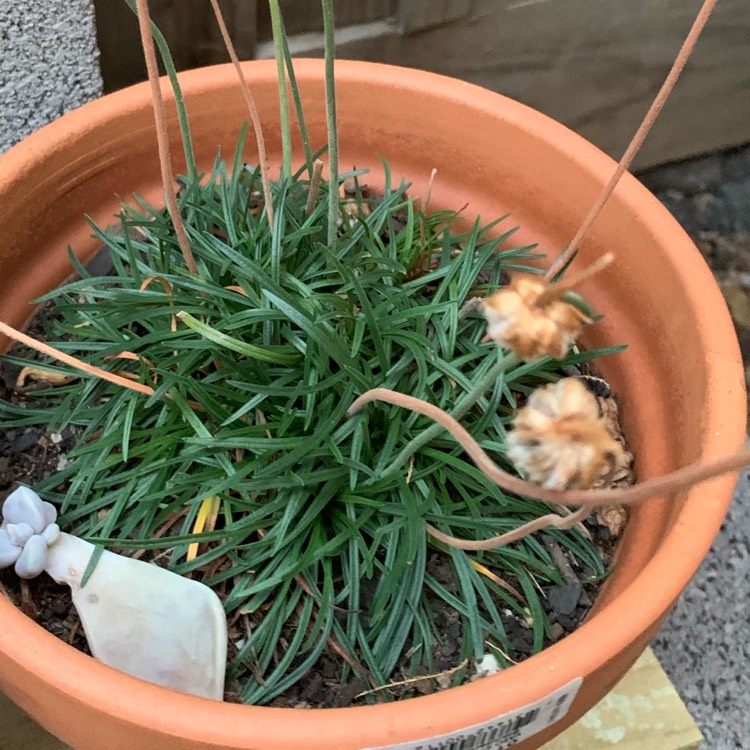 Plant image Armeria maritima 'Armada Rose'