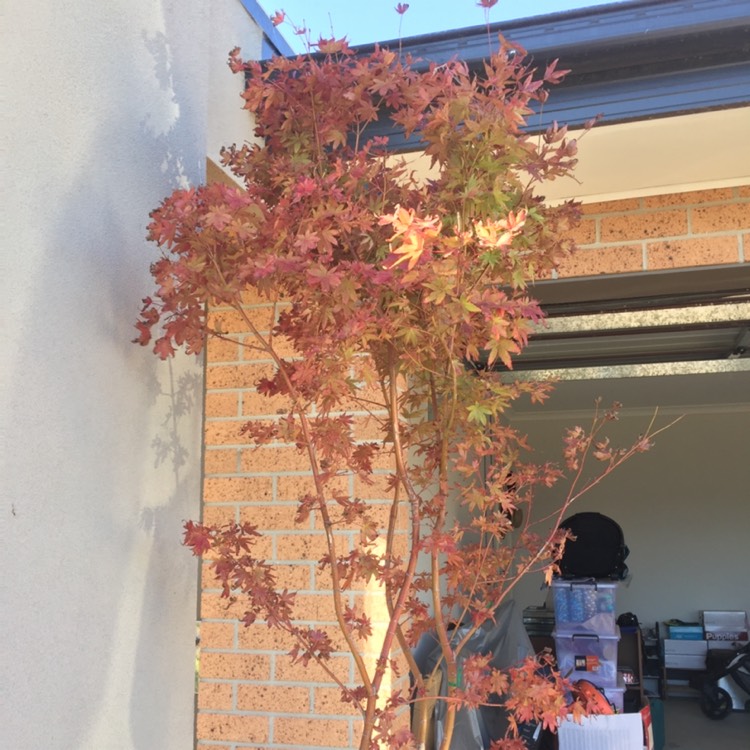 plant image 1025074