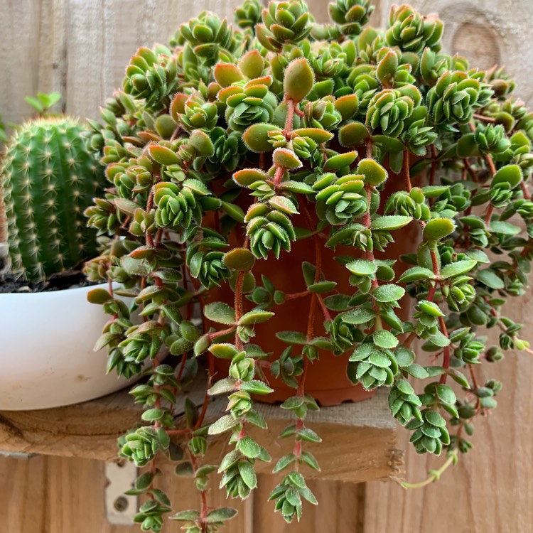 plant image 977271