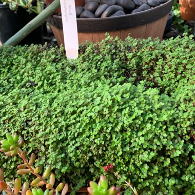 Soleirolia soleirolii syn. Helxine soleirolii