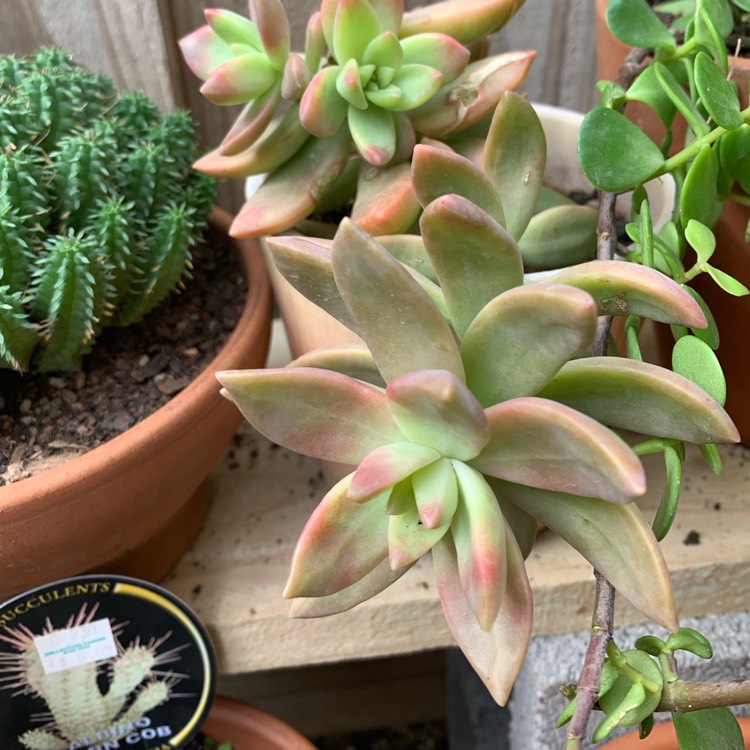 Plant image Sedum 'Pat's Pink' syn. Sedeveria 'Pat's Pink', Sedum 'Pam's Pink'