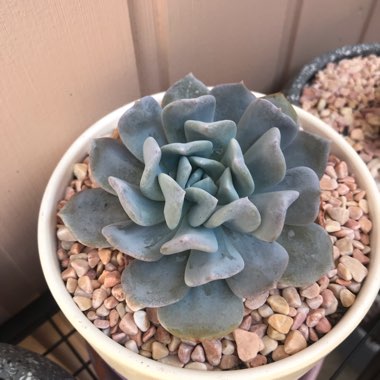 Echeveria Exotic