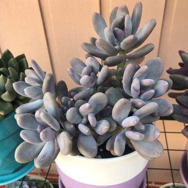 Pachyphytum Blue Haze