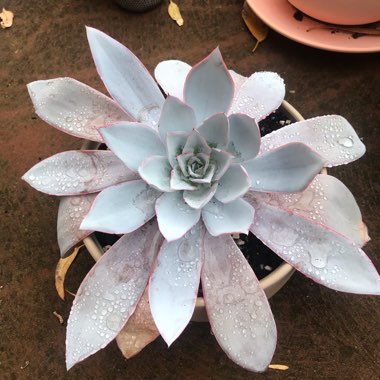 Echeveria Cante