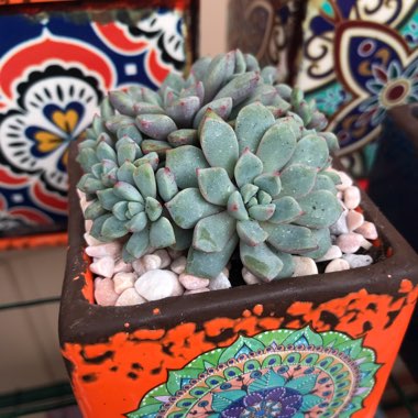 Echeveria Subcorymbosa Lau 30