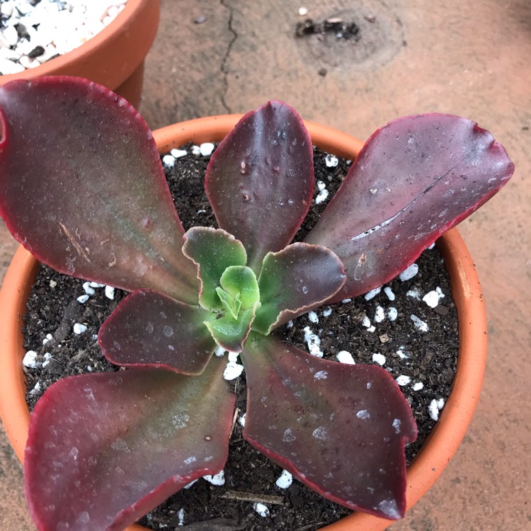 plant image 1053938