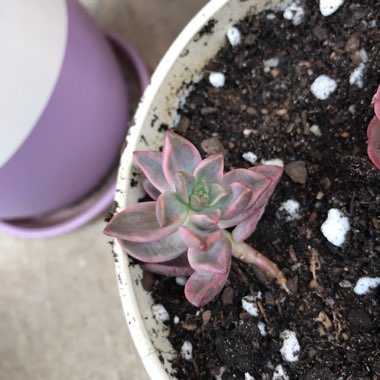 x Graptosedum Bronze Variegata