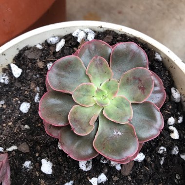 Echeveria Painted Frills