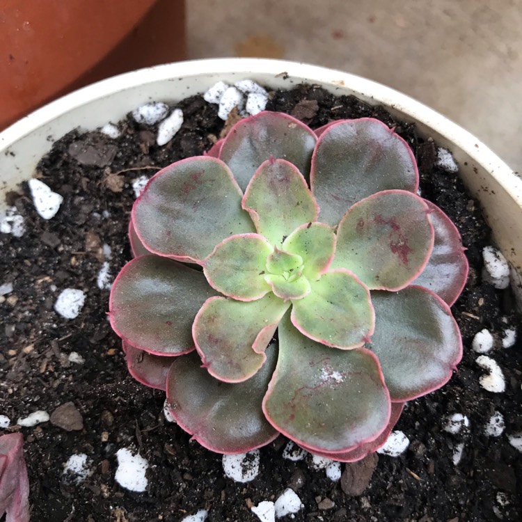 plant image 1053969