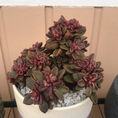 Echeveria Manaudes