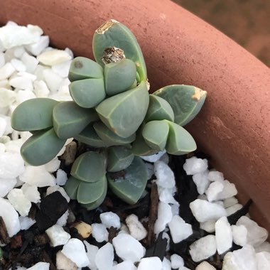 Corpuscularia taylorii