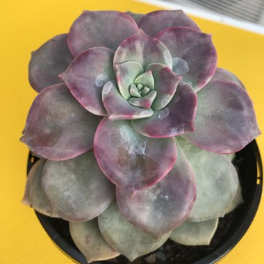 Graptopetalum Purple Delight syn. Graptopetalum Snow White