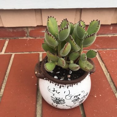 Cotyledon Tomentosa Variegata Yellow