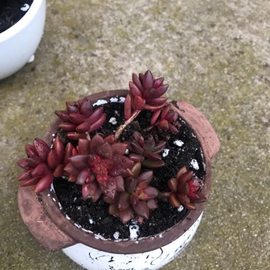 xSedeveria Jet Beads