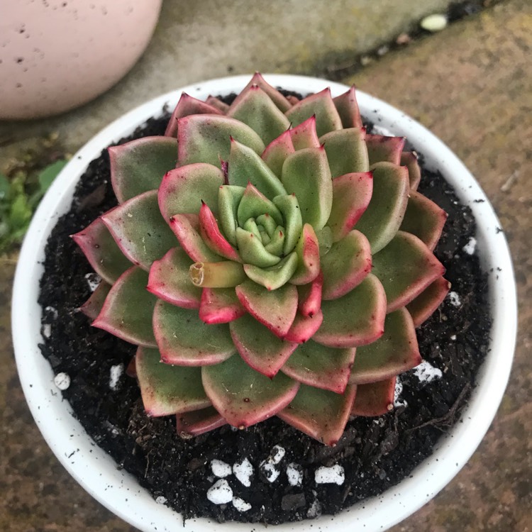 plant image 1153331