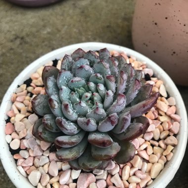 Echeveria Setosa Deminuta
