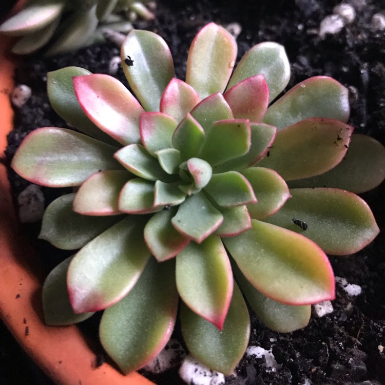 Plant image xSedeveria Darley Dale