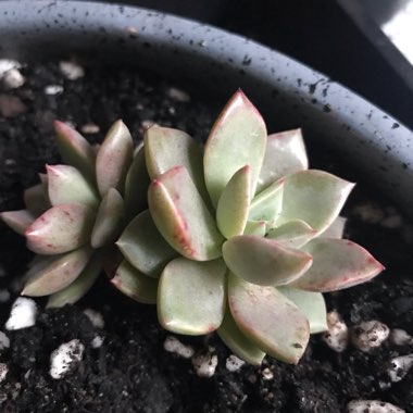 Graptopetalum Rose Queen