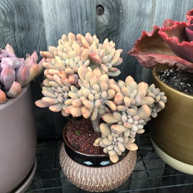x Pachyveria Clavifolia Cristata