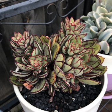Echeveria Nodulosa