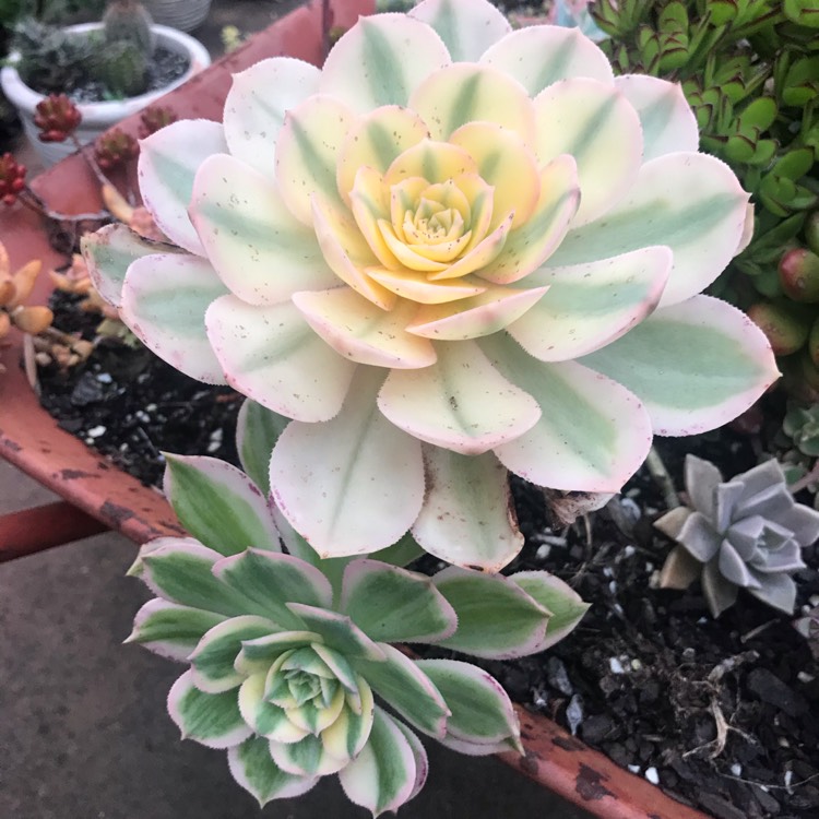 plant image 1197280