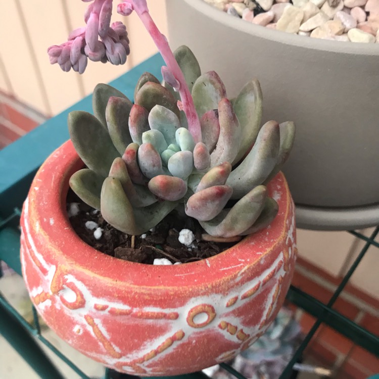 plant image 1197284