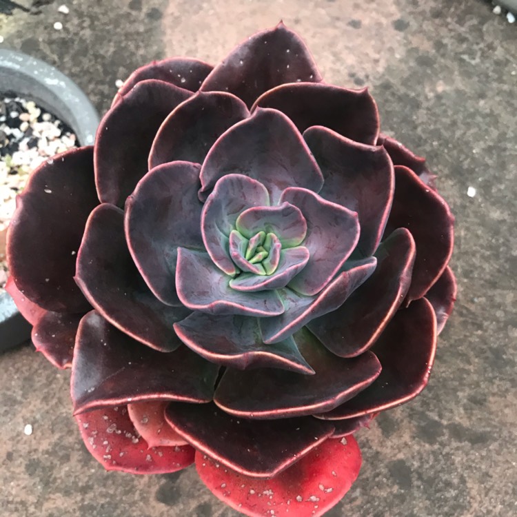 Plant image Echeveria Blue Metal