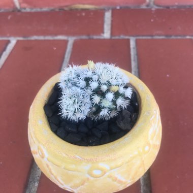 Mammillaria Vetula ssp. Gracillis