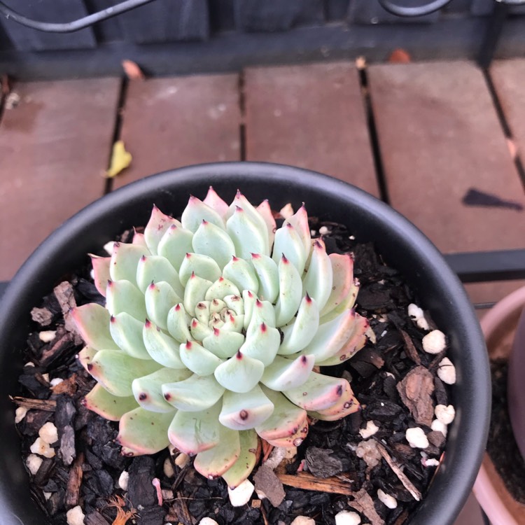 plant image 1217473 plant image 1217473