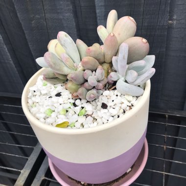 Pachyphytum glutinicaule