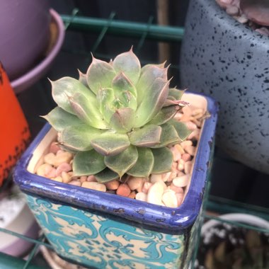 Echeveria Parks Pop Candy